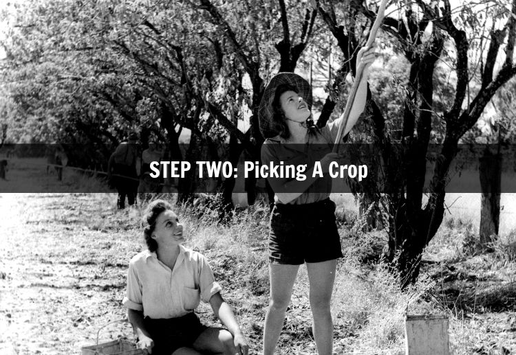 Step Two Picking A Crop